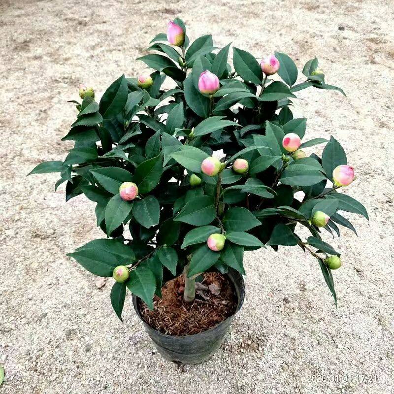 重瓣山茶花室内外庭院花卉耐寒