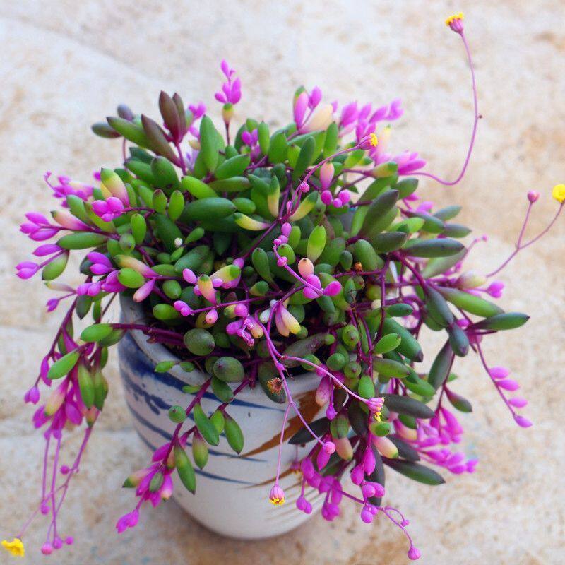 紫玄月多肉植物佛珠情人泪盆栽办公室珍珠吊兰花桌面阳台庭院绿植