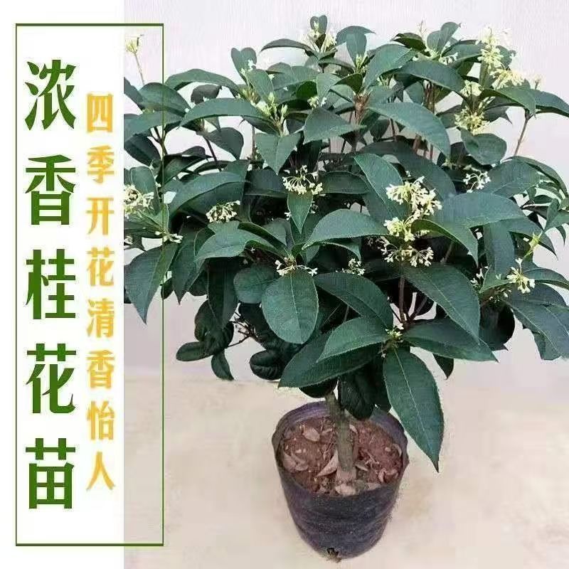 四季桂花大金桂好养耐寒树苗