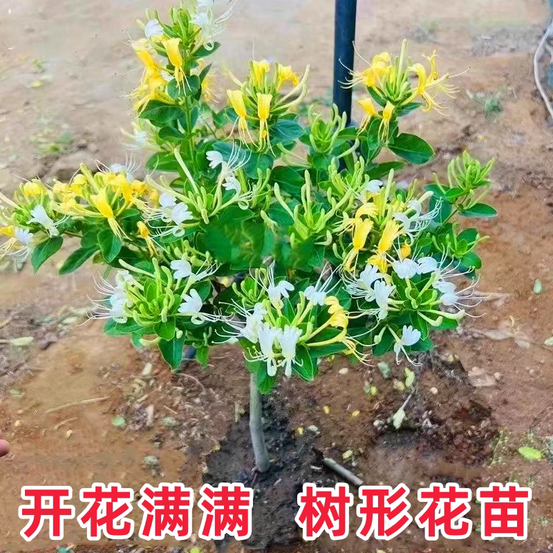 庭院地栽非常容易木本花卉四季