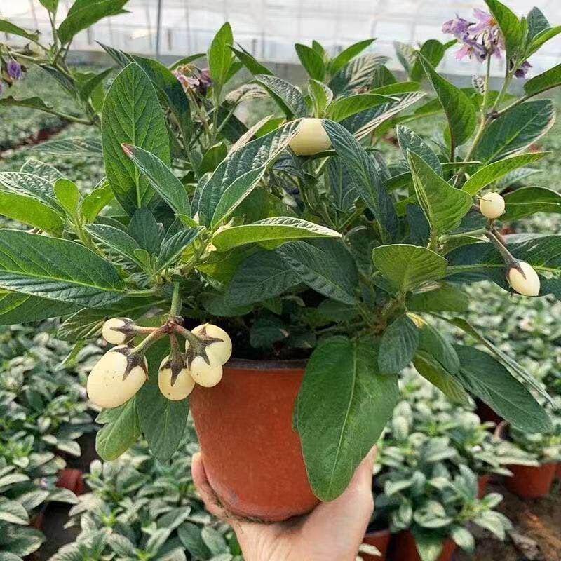 云南人参果苗带花大苗绿植盆栽
