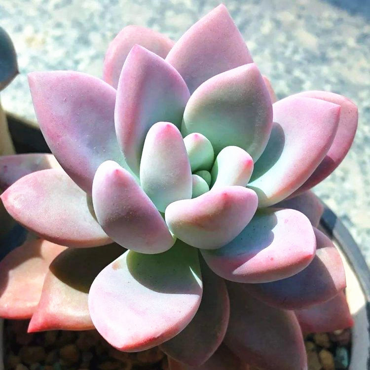 阳台盆栽奥普琳娜多肉粉色大颗