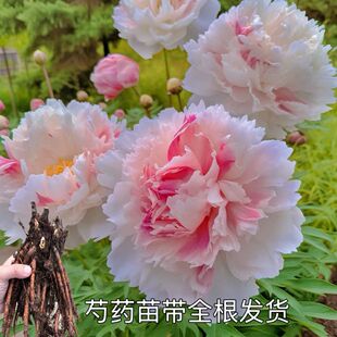 重瓣芍药花苗山东大花种根带芽室外耐寒庭院地栽室内阳台盆栽绿植