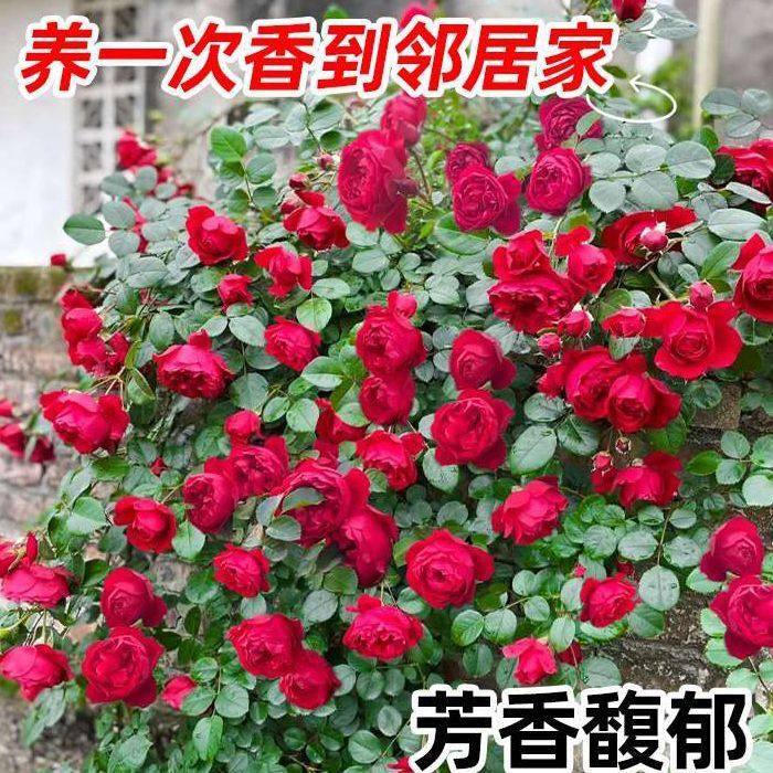 佛罗伦蒂娜月季爬藤大花多头开花正红色花园耐寒庭院拱门浓香型花,鲜花速递/花卉仿真/绿植园艺,月季/蔷薇/玫瑰,淘宝优惠券,粉丝福利购,淘宝优惠卷