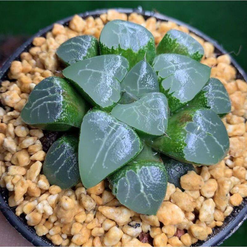 多肉植物十二卷多肉月影寿白斑玉露蓝镜办公室室内白玉露绿植花卉