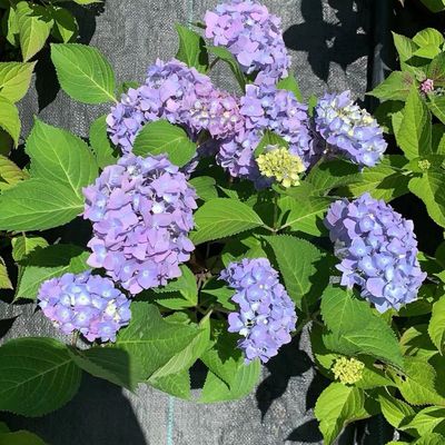 绣球花苗植物室内易养活