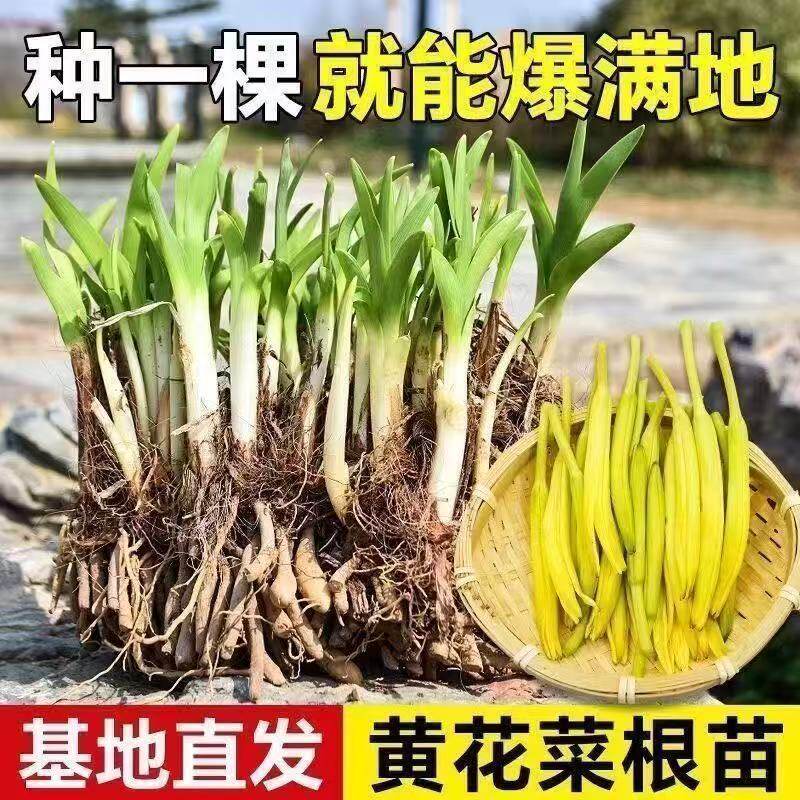 黄花菜金针菜苗四季易成活现挖