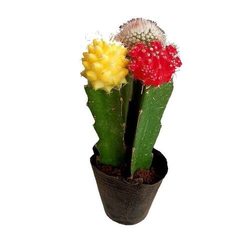 多肉植物盆栽室内三色仙人球