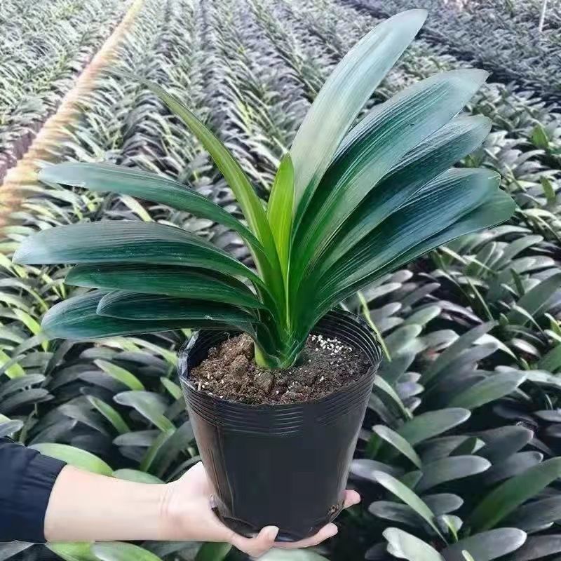 君子兰盆栽室内圆头和尚