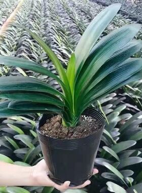 精品君子兰盆栽大苗室内花卉绿植好养四季长青圆头和尚宽叶君子兰