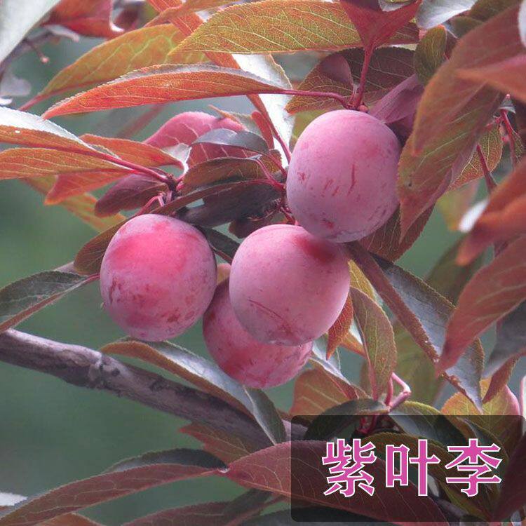 紫叶李园林景观庭院别墅苗木盆栽