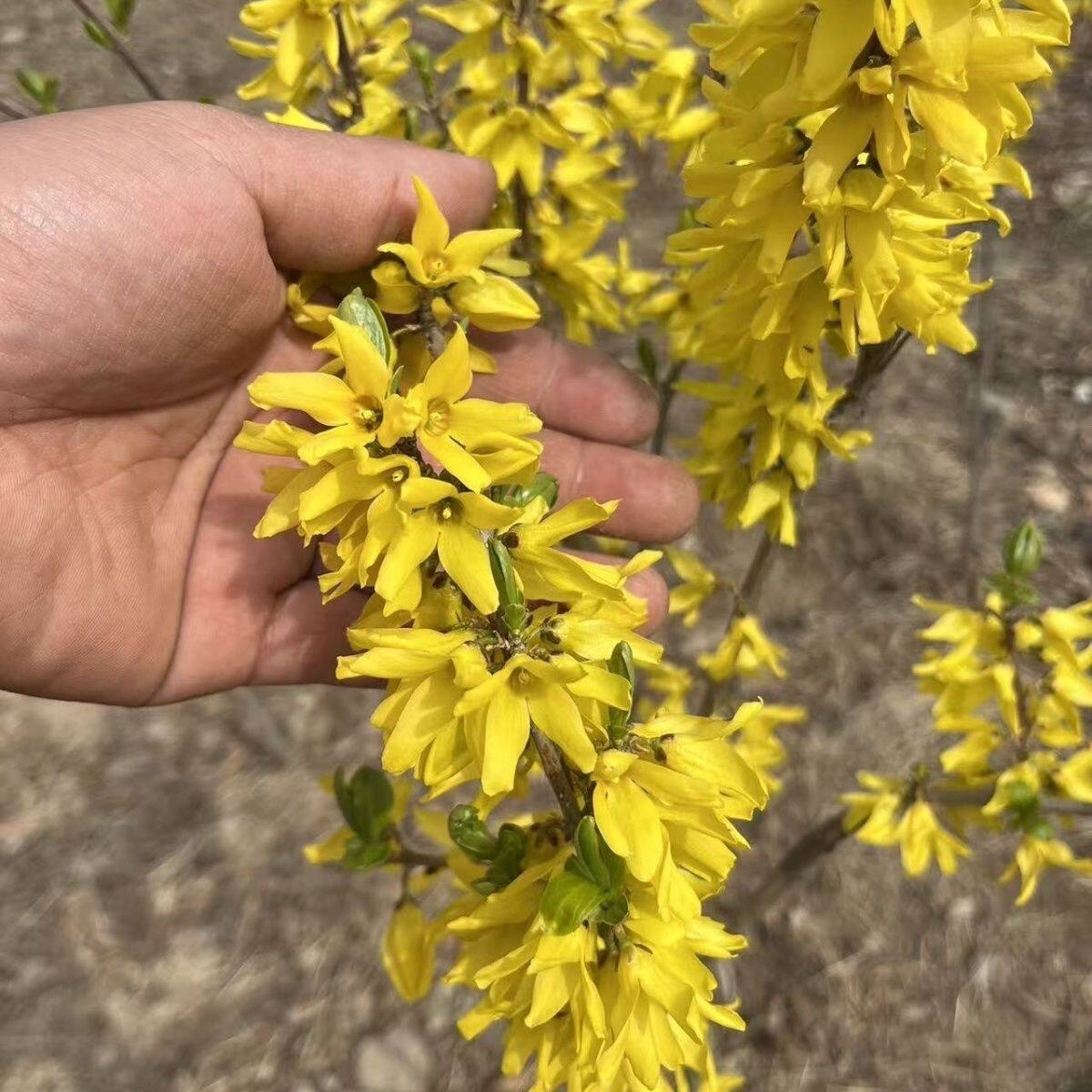 连翘树苗金黄花色耐寒耐旱垂吊