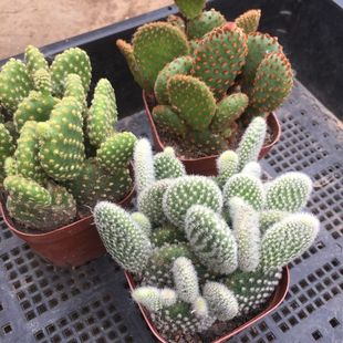 多肉植物仙人黄毛掌红毛掌白毛掌肉肉植物绿植办公室盆栽组合超大