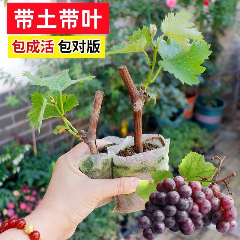 葡萄苖盆栽特大巨峰夏黑阳光玫瑰