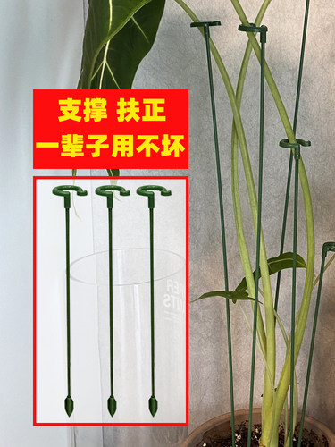 植物支撑杆花架卉绿天堂鸟