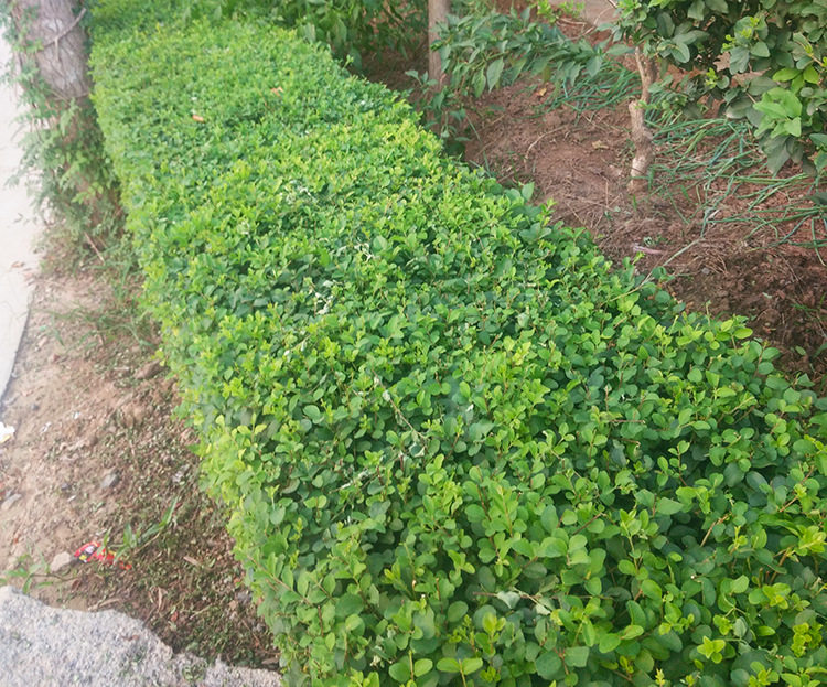 小叶女贞篱笆苗 庭院别墅绿化植物小区绿化苗木绿化风景树