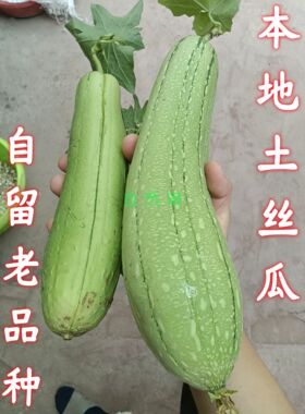 四川本地土丝瓜自留老品种非转基因丝瓜络黑籽白籽爬藤可循环留种