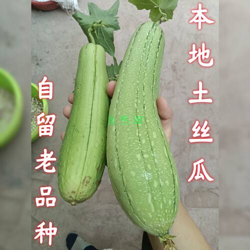 自留老品种丝瓜可循环留种