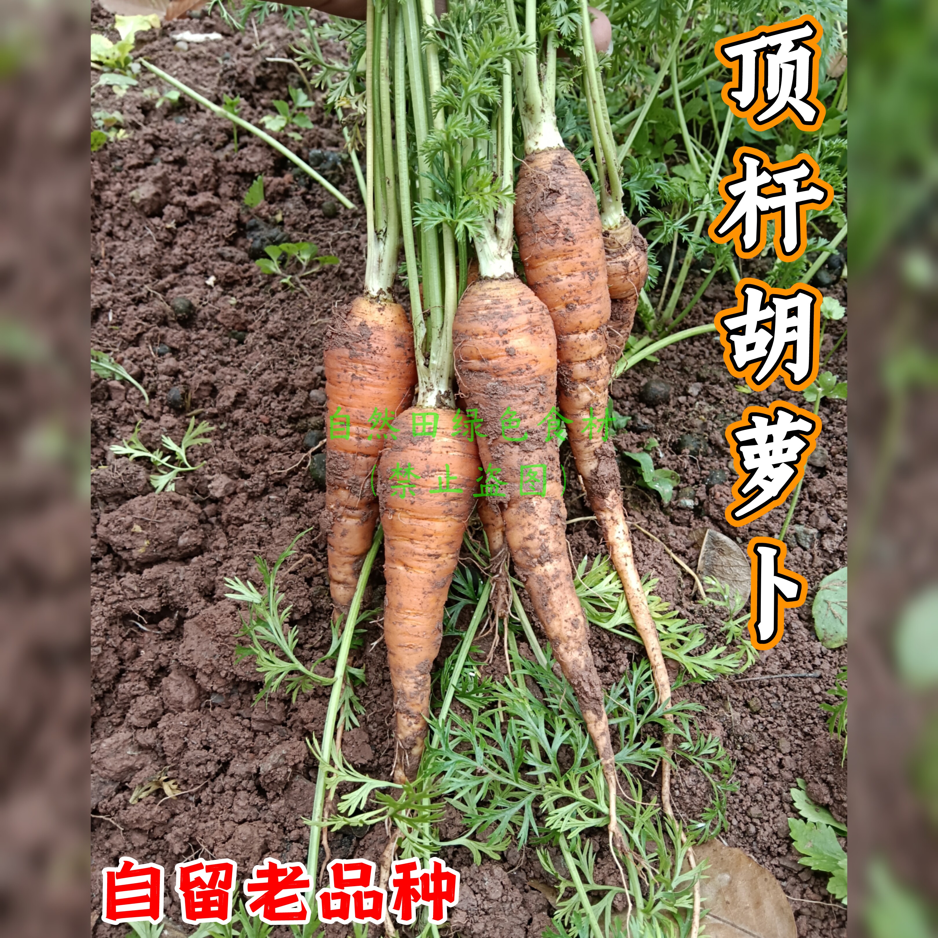 传统老品种顶杆胡萝卜农家自种土胡萝卜味道足易煮熟老式非转