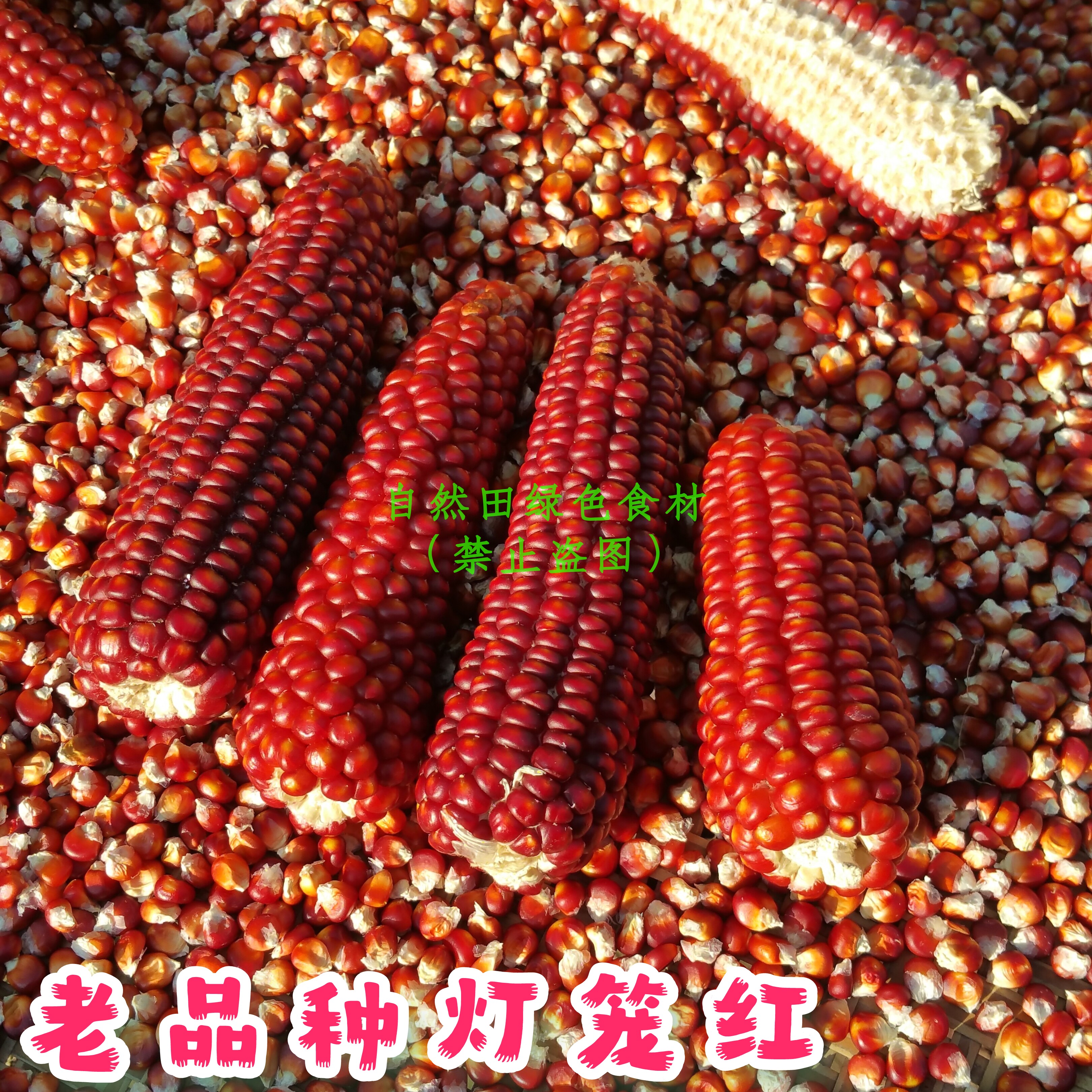 小时候的灯笼红玉米自食产量低