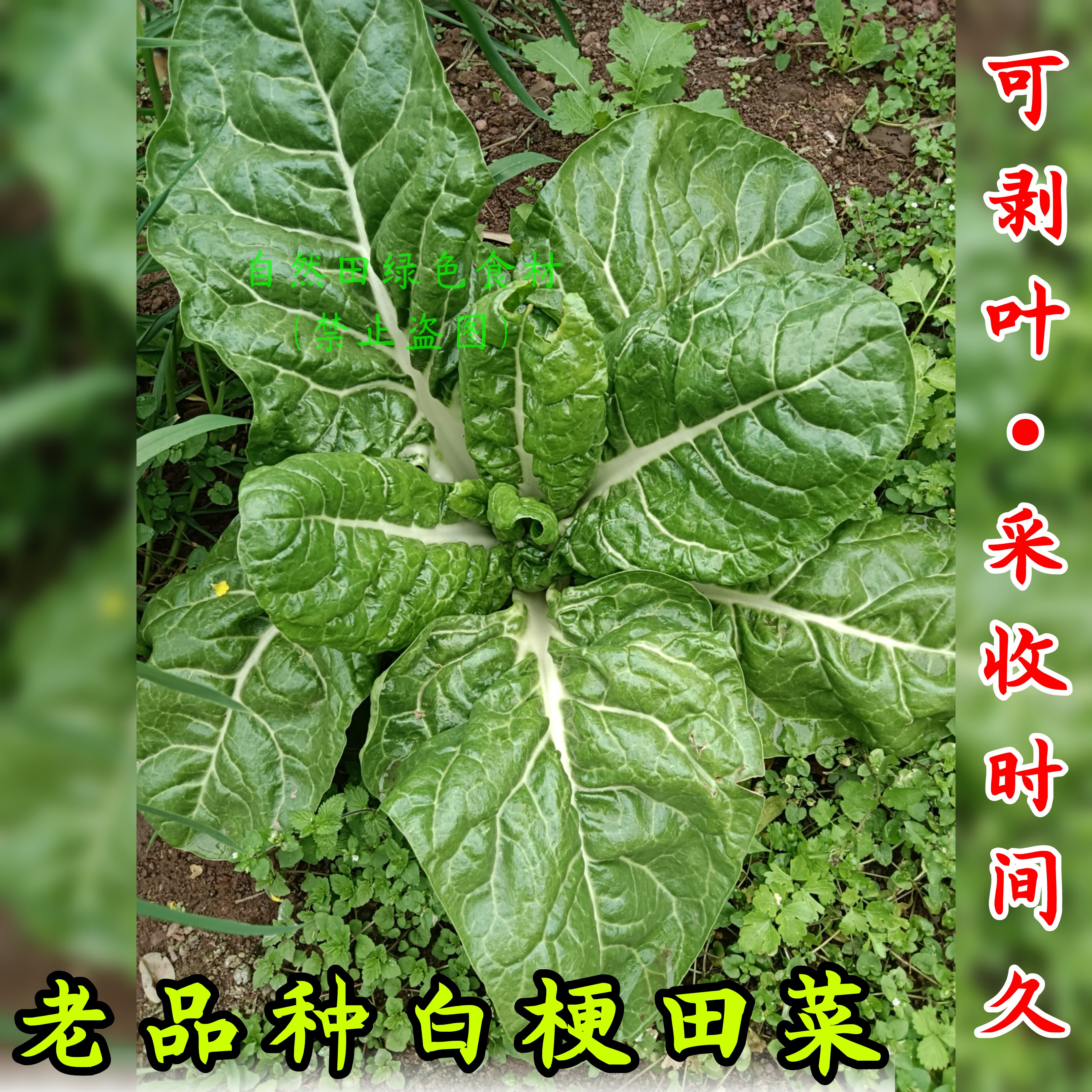 老品种白梗田菜牛皮菜农家自留老品种四川本地青菜叶肥厚儿时味道