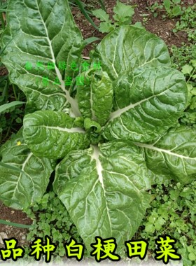 老品种白梗田菜牛皮菜农家自留老品种四川本地青菜叶肥厚儿时味道