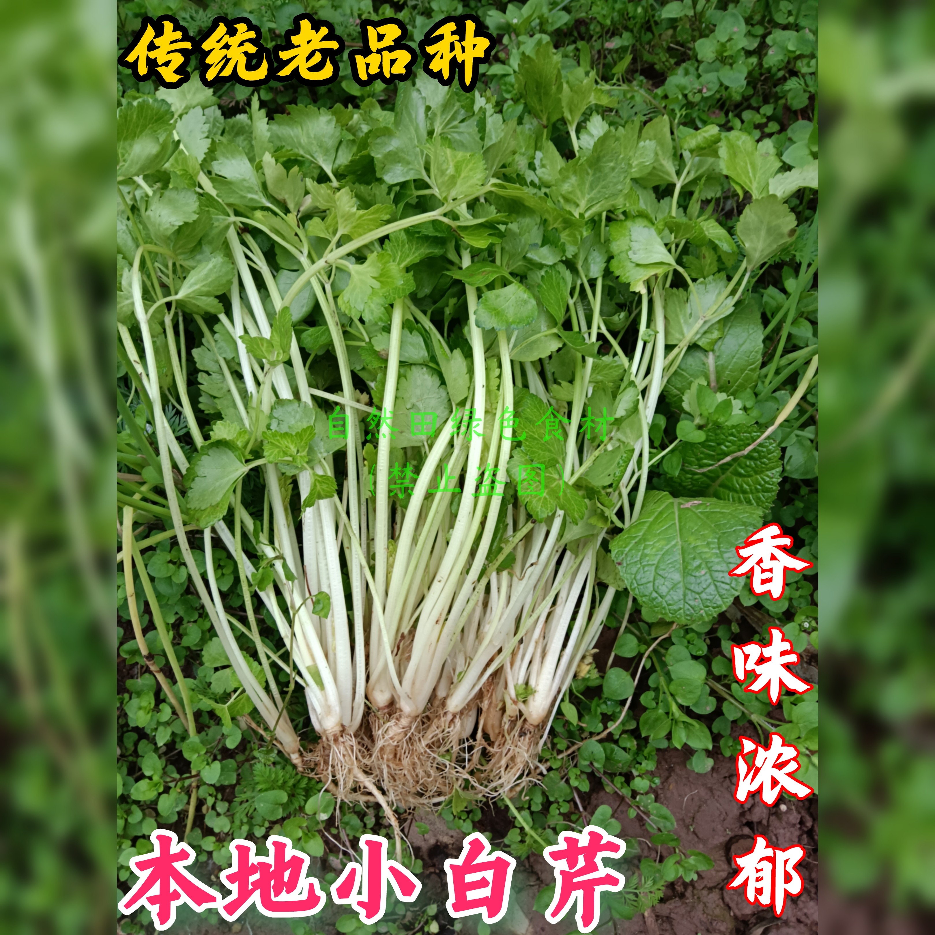 四川本地小白香芹新鲜农家自留老品种白杆芹菜味很浓老式非转空心