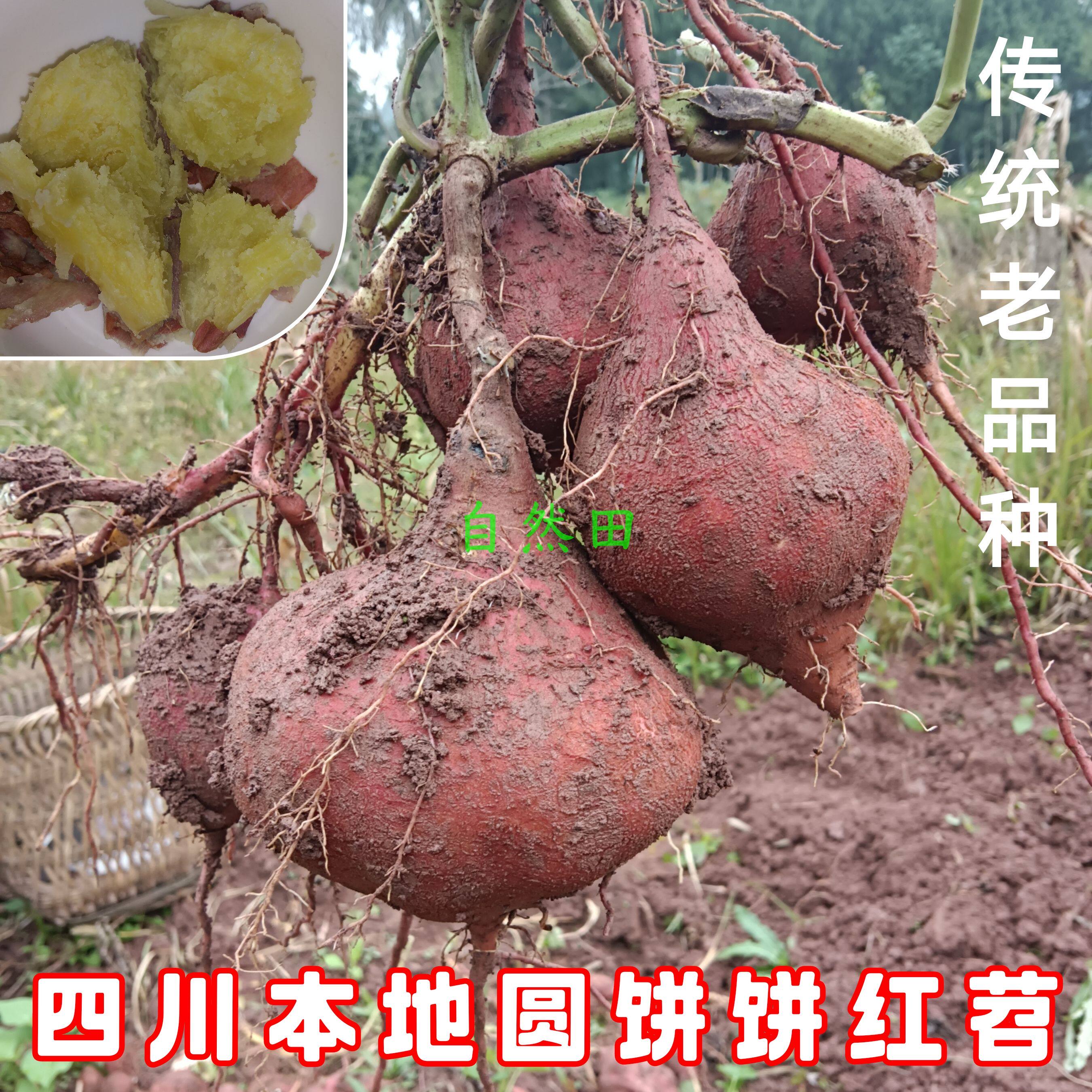 四川本地圆饼饼红苕传统老品种红薯生产队时候的老品种地瓜现挖
