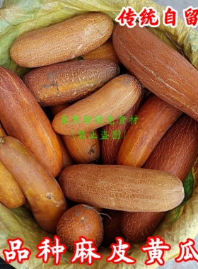 老品种麻皮黄瓜新鲜农家自留老品种传统土黄瓜打汤酸味浓老式非转