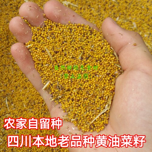 四川老品种黄油菜籽农家种植自留老品种喂鸟食鸽子粮老式非转