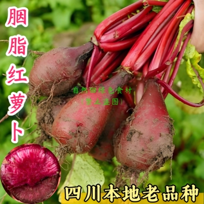 四川老品种胭脂红萝卜农家自种本地红皮红心泡菜萝卜老式非转