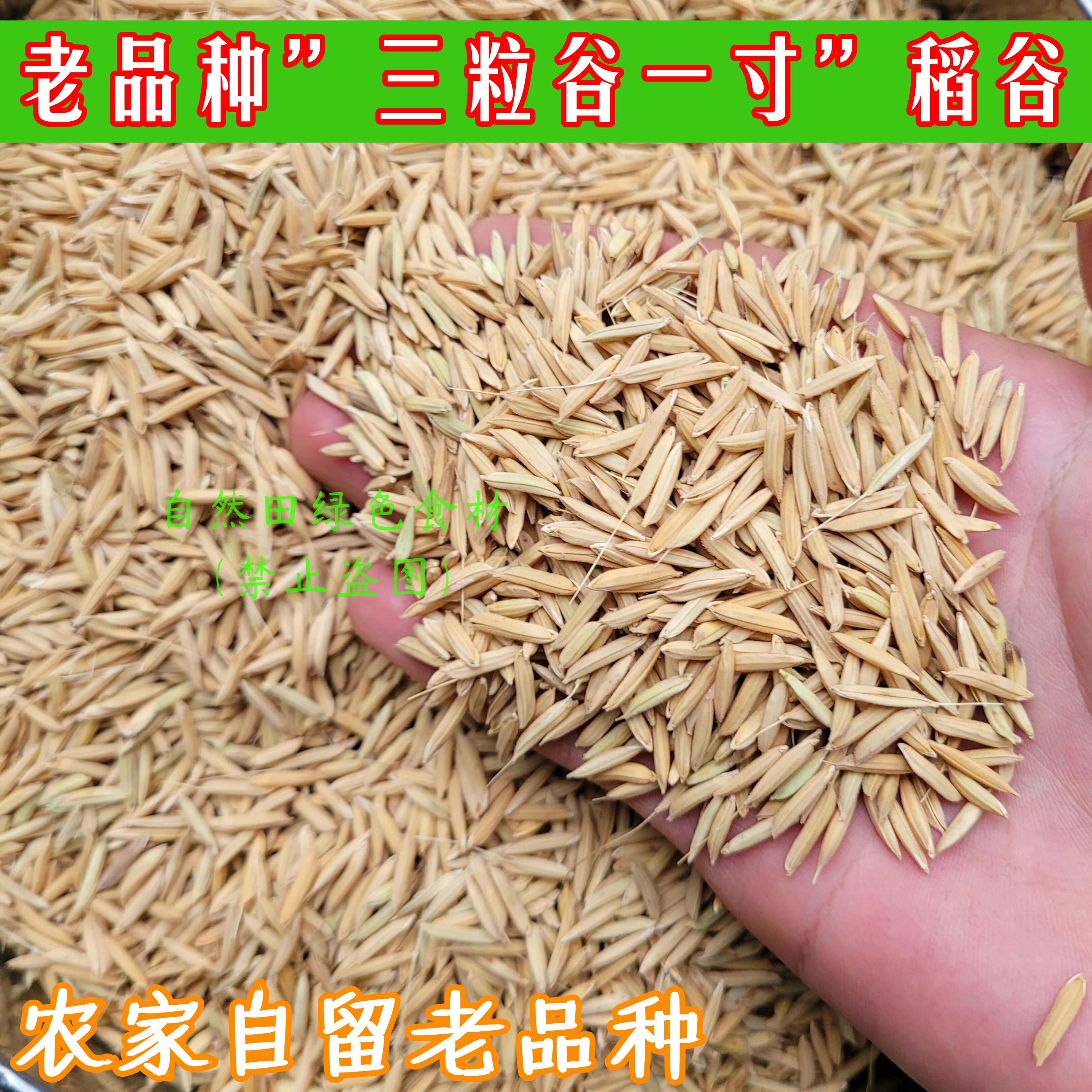 农家自留水稻谷老品种三粒谷一寸