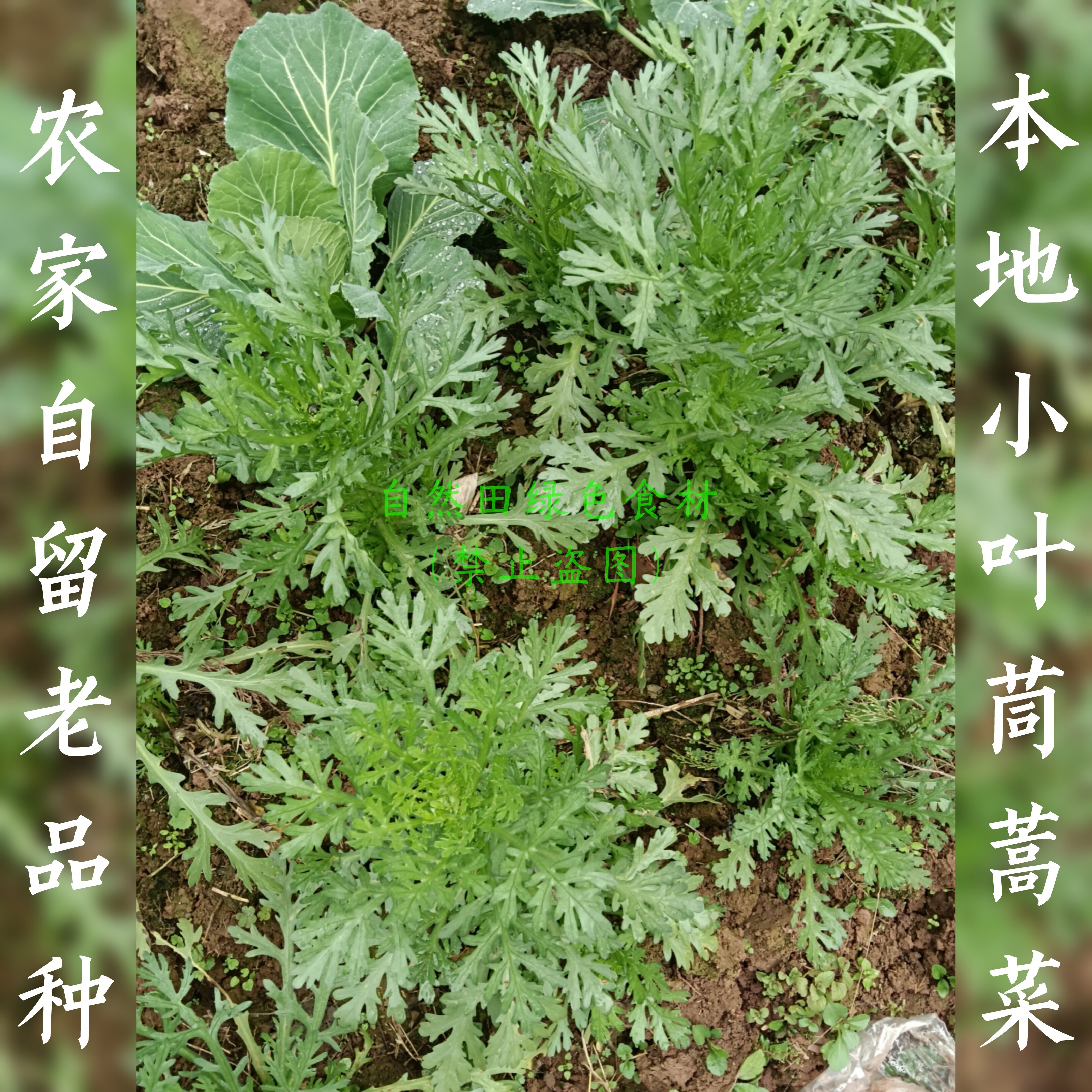 农家自留老品种小花叶茼蒿