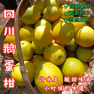 四川本地鹅蛋柑自家锦橙子老品种新鲜现摘酸甜味浓儿童时候 味道
