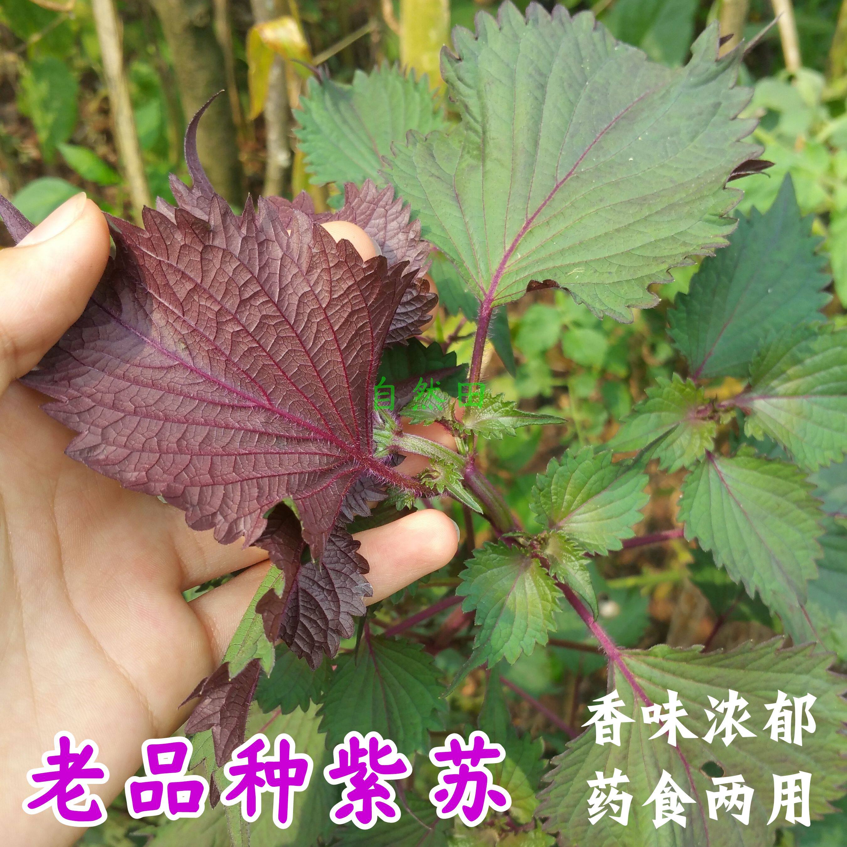 本地老品种紫苏籽香味浓郁鸡冠卷叶紫苏可循环留种药食两用香料