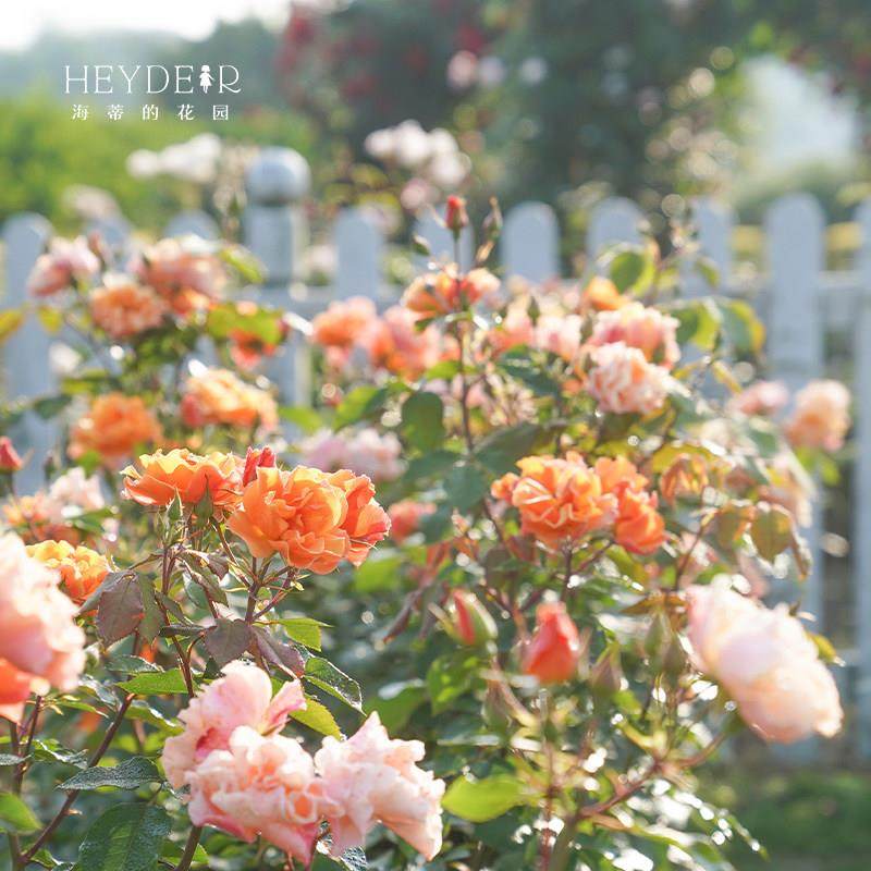 海蒂的花园 龙舌兰酒直立月季四季开花阳台灌木花卉植物盆栽花苗,鲜花速递/花卉仿真/绿植园艺,月季/蔷薇/玫瑰,淘宝优惠券,粉丝福利购,淘宝优惠卷