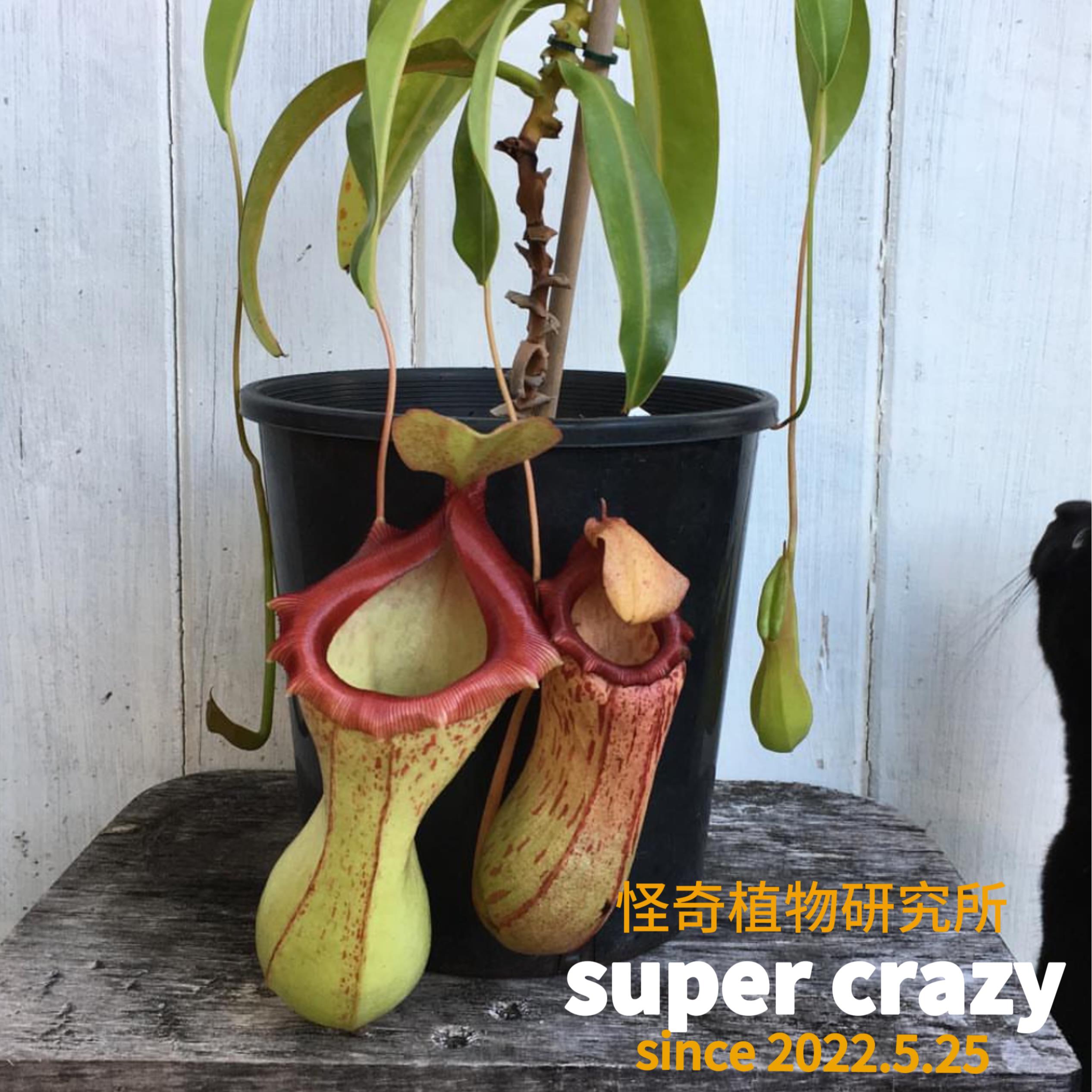 N.vent x insignis太平洋（葫芦交卓越）猪笼草新手入门大笼好养