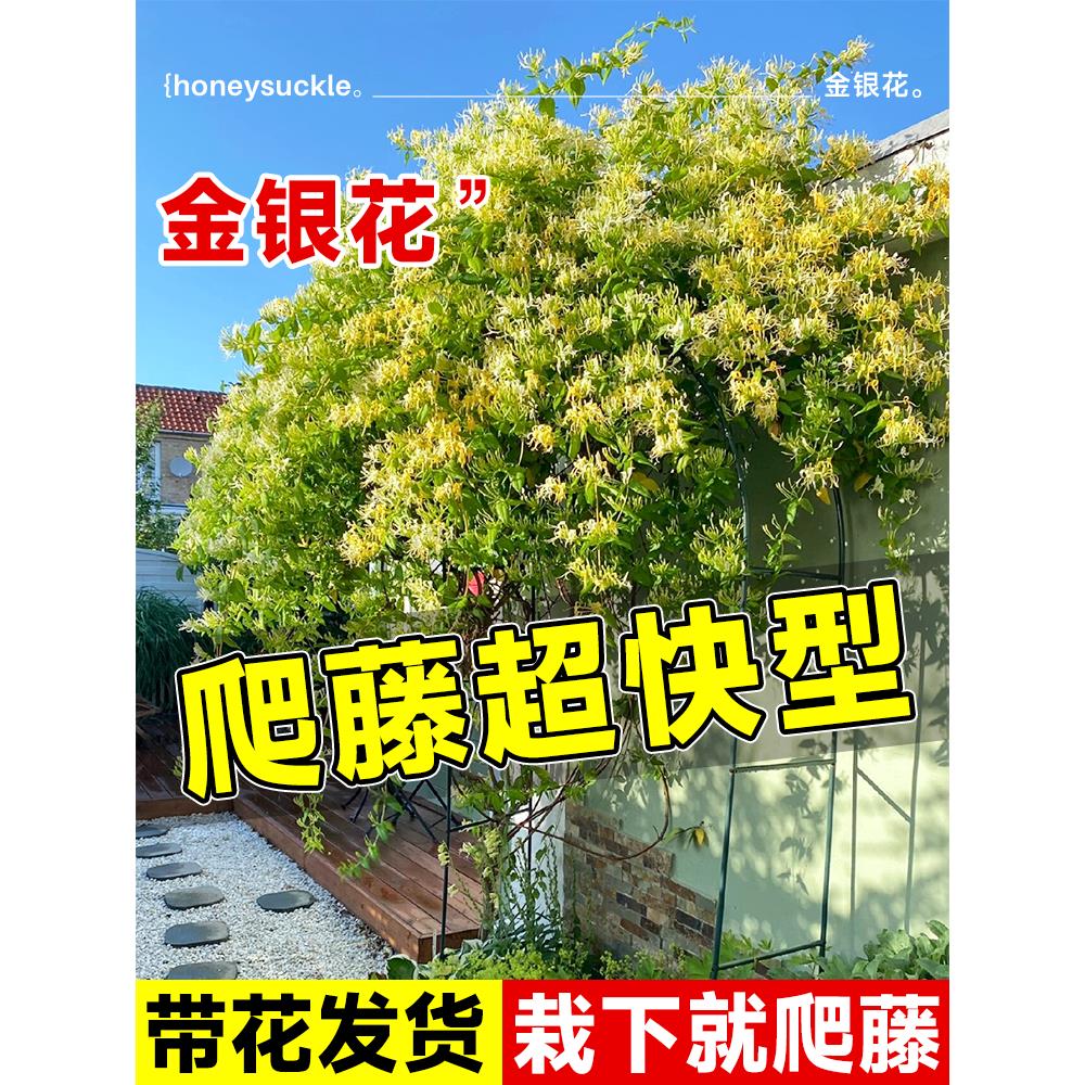 金银花树苗爬藤植物四季老桩盆栽苗红色药用可食用阳台庭院种植苗