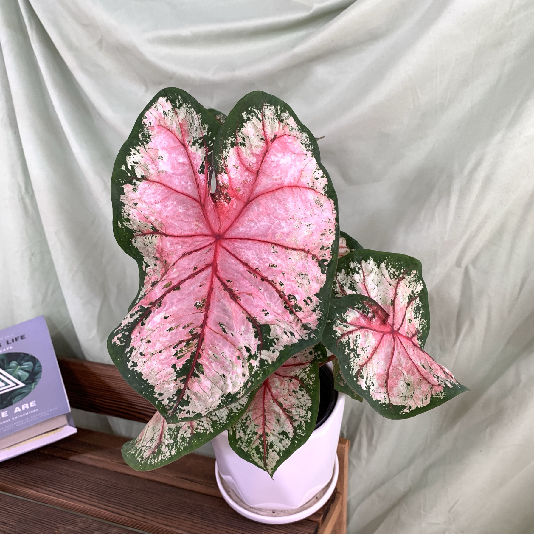 独特进口彩叶芋 热植净化空气好养活阳台办公室绿植花卉