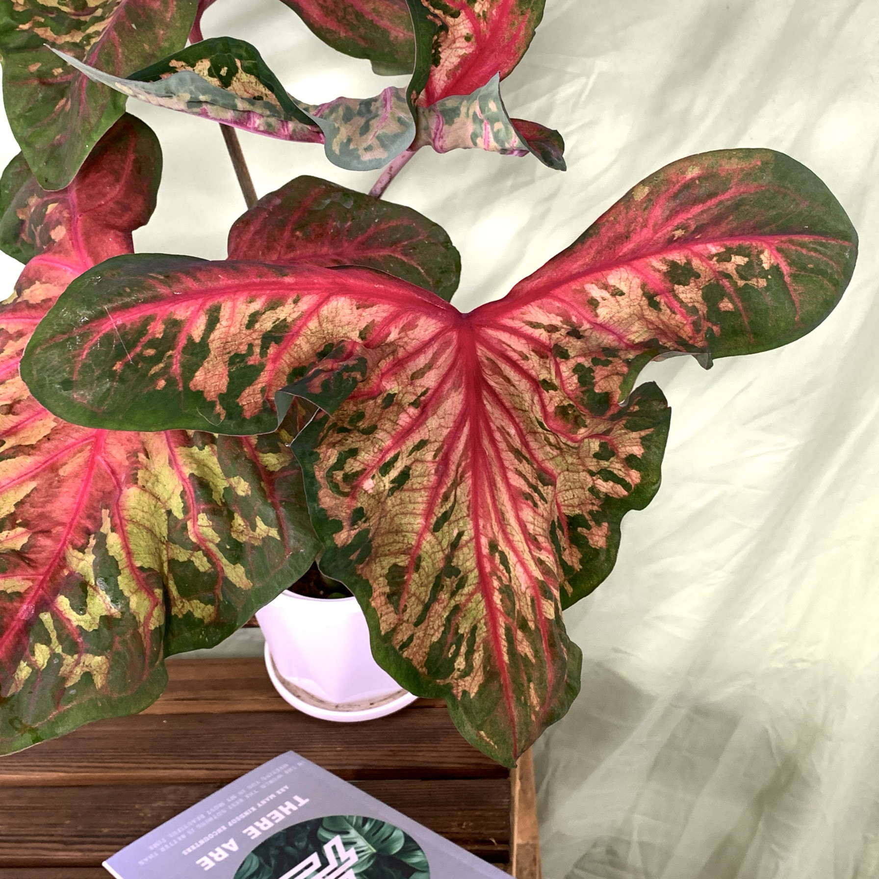 波浪进口彩叶芋 热植净化空气好养活阳台办公室绿植花卉