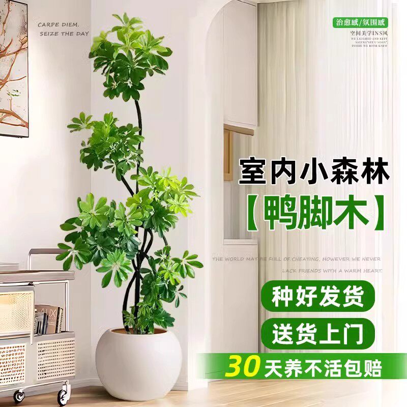 造型鸭脚木盆栽客厅大鸭掌木鹅掌柴室内落地式大型四季常青绿植物