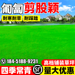 剪股颖草皮真草坪带泥土四季青果岭草马尼拉别墅工程园林绿化草皮