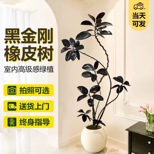 黑金刚橡皮树客厅大盆栽造型室内大型绿植好养四季办公室阳台植物