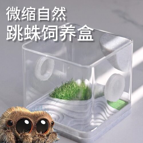 超高颜值跳蛛饲养盒一套搞定
