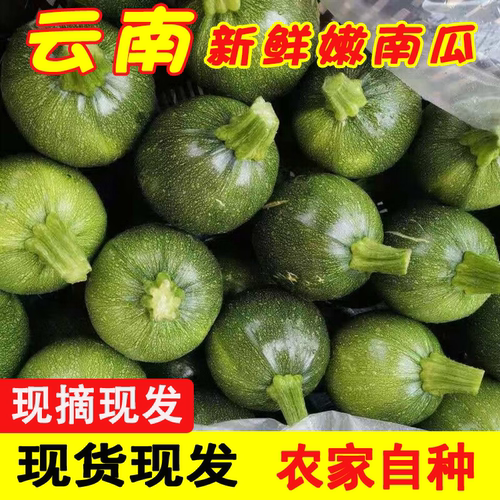 云南小南瓜新鲜小圆瓜圆形西葫芦绿皮青皮嫩瓜时令当季蔬菜