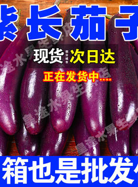 茄子新鲜紫长茄子现摘现发蔬菜新鲜当季紫把黑茄子整箱批发包邮