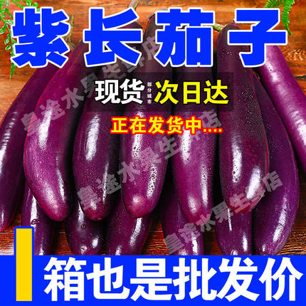 茄子新鲜紫长茄子现摘现发蔬菜新鲜当季紫把黑茄子整箱批发包邮