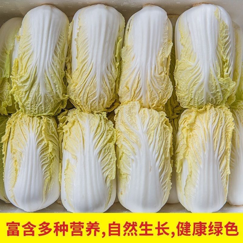 黄心娃娃菜新鲜现砍现发嫩脆甘甜叶菜类