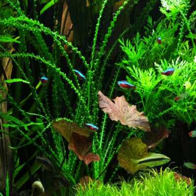 龙鞭气泡王网草大卷浪玻璃浪草缸鱼缸造景后景大型水草稀有无需碳