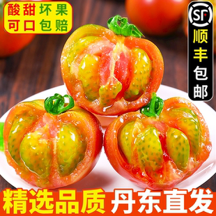 丹东铁皮草莓柿子5斤西红柿自然熟新鲜盘锦碱地生吃水果番茄顺丰3